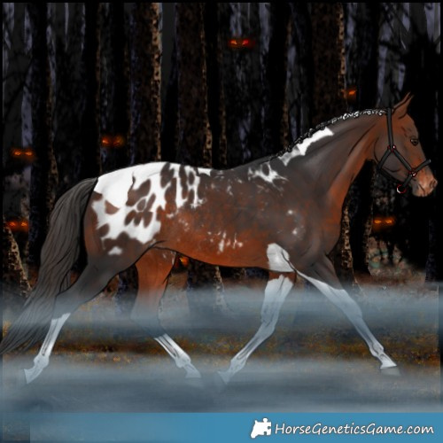 Horse Color:Bay Tobiano Appaloosa Rabicano 