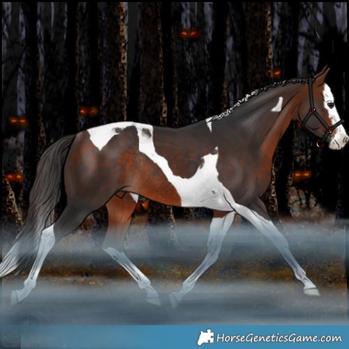 Horse Color:Bay Splash Tobiano Rabicano