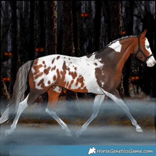 Horse Color:Bay Splash Tobiano Appaloosa Rabicano