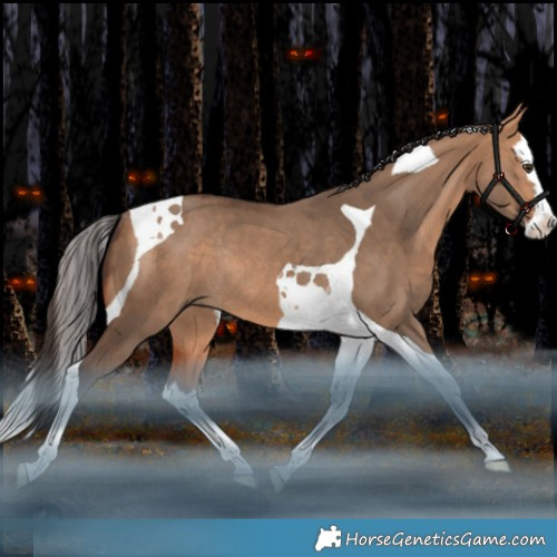 Horse Color:Bay Dun Splash Tobiano Rabicano 