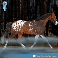 Horse Color:Bay Splash Tobiano Blanket Rabicano 