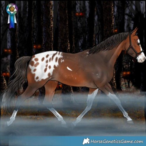 Horse Color:Bay Splash Tobiano Appaloosa Rabicano