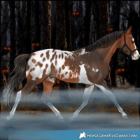Horse Color:Bay Splash Tobiano Blanket Rabicano