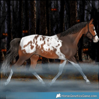 Horse Color:Bay Splash Tobiano Blanket Rabicano 