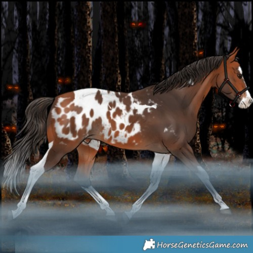 Horse Color:Bay Splash Tobiano Appaloosa Rabicano