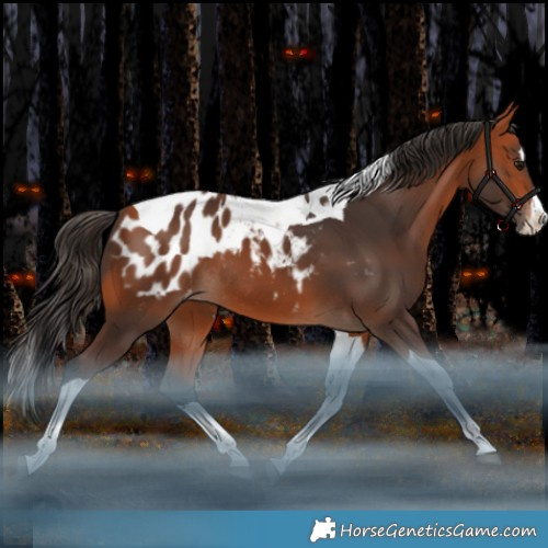 Horse Color:Bay Splash Tobiano Appaloosa Rabicano
