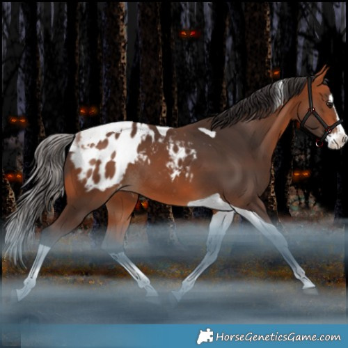 Horse Color:Bay Splash Tobiano Appaloosa Rabicano