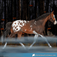 Horse Color:Bay Splash Tobiano Blanket Rabicano 