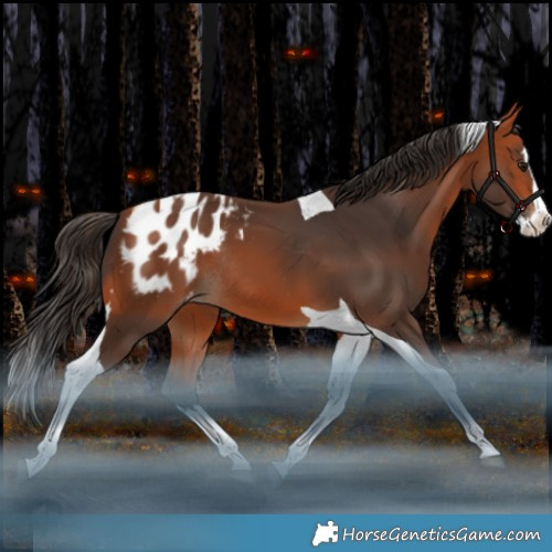 Horse Color:Bay Splash Tobiano Appaloosa Rabicano 