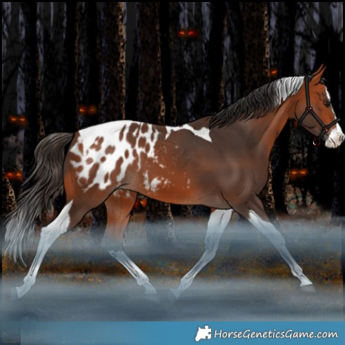Horse Color:Bay Splash Tobiano Appaloosa Rabicano 
