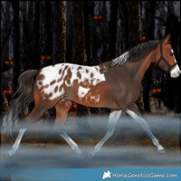 Horse Color:Bay Splash Tobiano Blanket Rabicano 