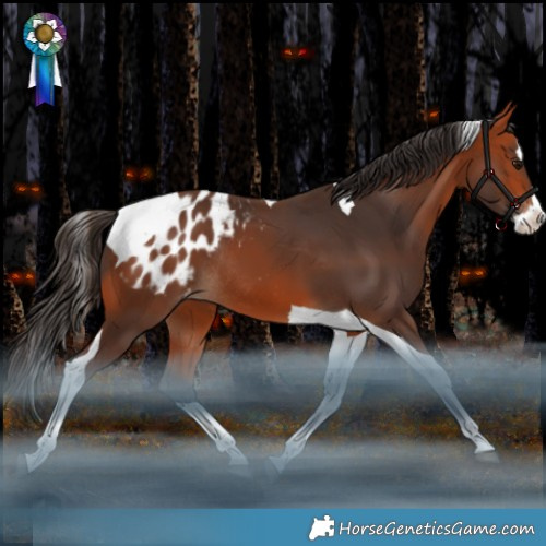 Horse Color:Bay Splash Tobiano Blanket Rabicano