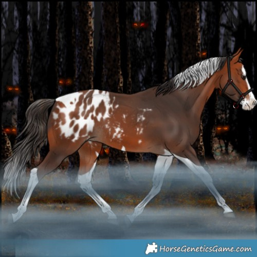 Horse Color:Bay Splash Tobiano Appaloosa Rabicano 