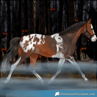Horse Color:Bay Splash Tobiano Blanket Rabicano 
