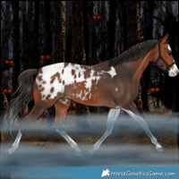 Horse Color:Bay Splash Tobiano Blanket Rabicano 