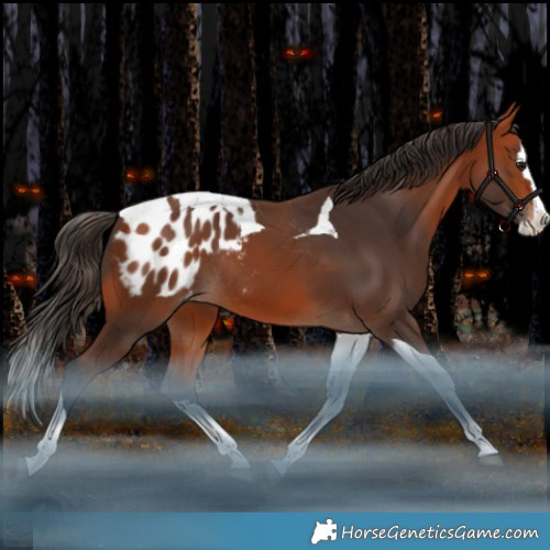 Horse Color:Bay Splash Tobiano Appaloosa Rabicano 