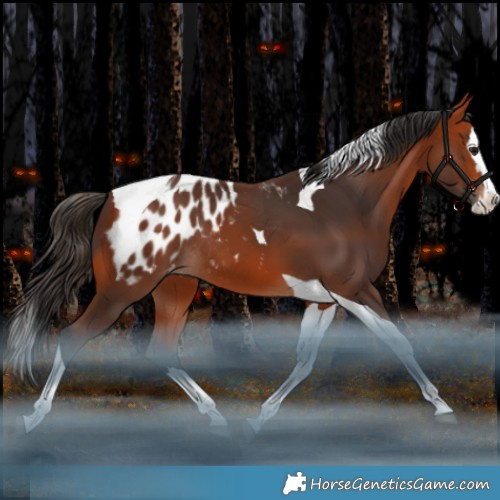 Horse Color:Bay Splash Tobiano Appaloosa Rabicano 