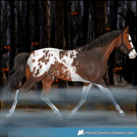 Horse Color:Bay Splash Tobiano Blanket Rabicano 