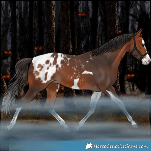 Horse Color:Bay Splash Tobiano Appaloosa Rabicano 