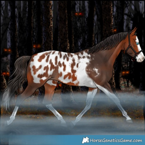 Horse Color:Bay Splash Tobiano Appaloosa Rabicano