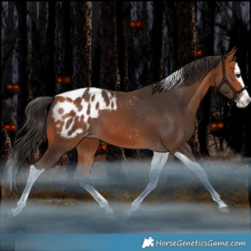 Horse Color:Bay Splash Tobiano Appaloosa Rabicano