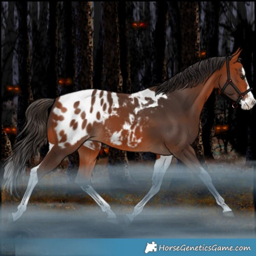 Horse Color:Bay Splash Tobiano Appaloosa Rabicano