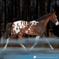 Horse Color:Bay Splash Tobiano Blanket Rabicano 