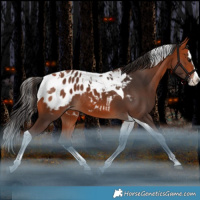 Horse Color:Bay Splash Tobiano Blanket Rabicano 