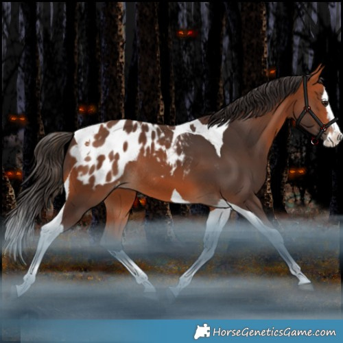 Horse Color:Bay Splash Tobiano Appaloosa Rabicano