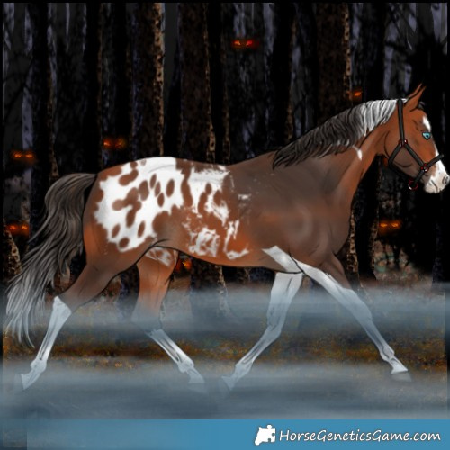 Horse Color:Bay Splash Tobiano Appaloosa Rabicano