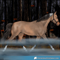 Horse Color:Bay Dun Tobiano Rabicano