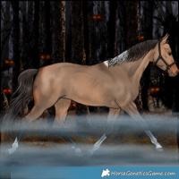 Horse Color:Bay Dun Tobiano Rabicano 
