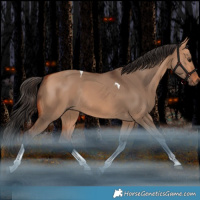 Horse Color:Bay Dun Tobiano Rabicano