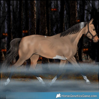 Horse Color:Bay Dun Tobiano Rabicano 