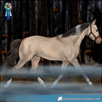 Horse Color:Bay Dun Tobiano Rabicano 
