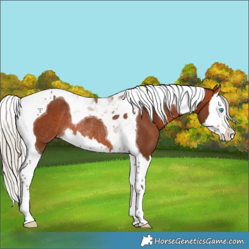 Horse Color:Silver Brown Splash Tobiano Appaloosa Rabicano 