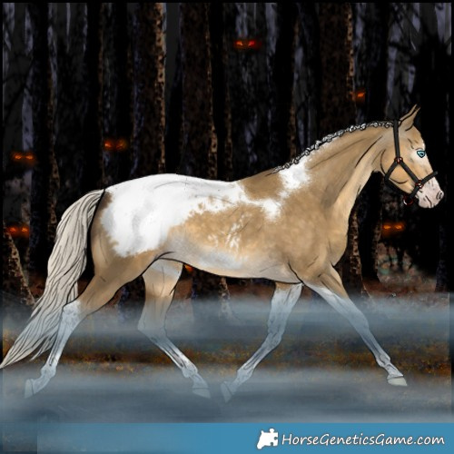 Horse Color:Gray Silver Classic Cream Champagne Dun Mushroom Splash Tobiano Frame Appaloosa 