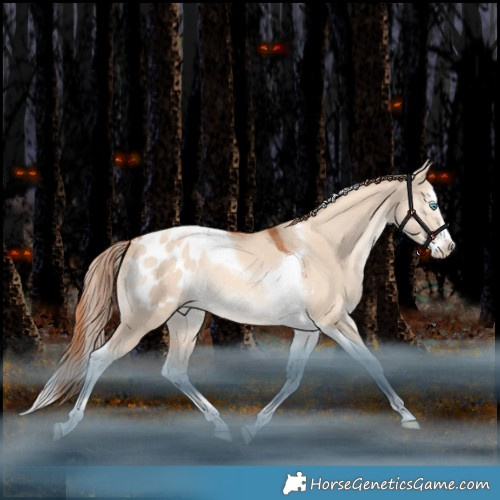 Horse Color:Gold Champagne Dun Splash Tobiano Appaloosa Rabicano 