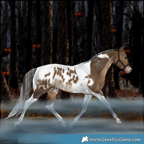 Horse Color:Gray Bay Dun Tobiano Appaloosa 