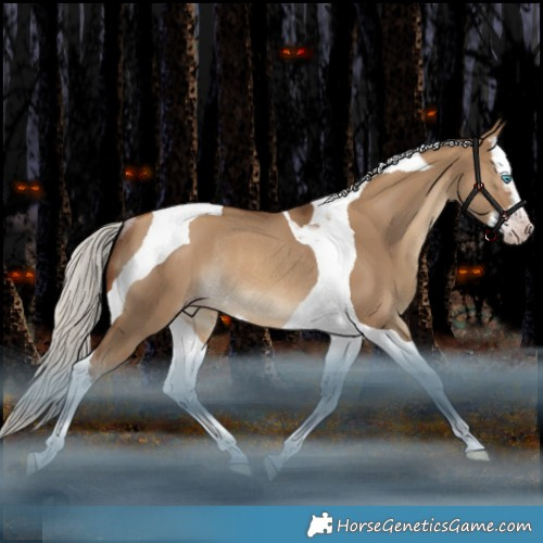 Horse Color:Gray Silver Amber Champagne Dun Splash Tobiano Rabicano