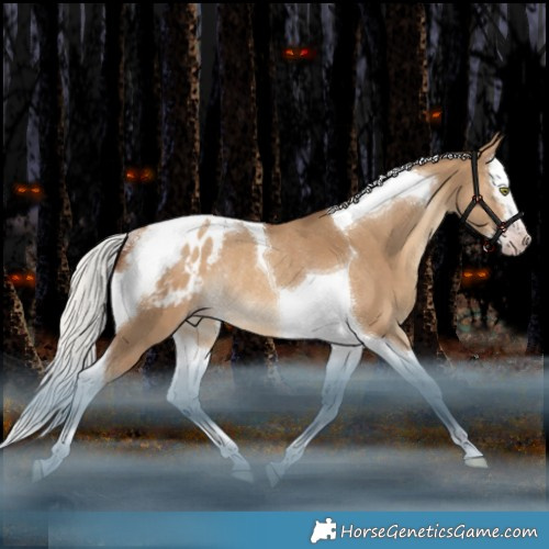 Horse Color:Gray Silver Amber Champagne Dun Splash Tobiano Appaloosa Rabicano
