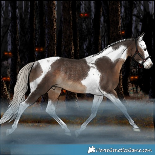 Horse Color:Gray Silver Black Splash Tobiano Rabicano
