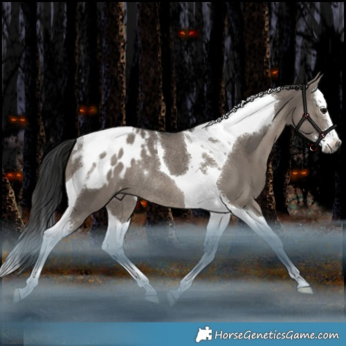 Horse Color:Gray Grullo Splash Tobiano Appaloosa Rabicano