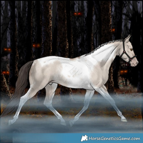 Horse Color:Classic Champagne Dun Tobiano Rabicano 