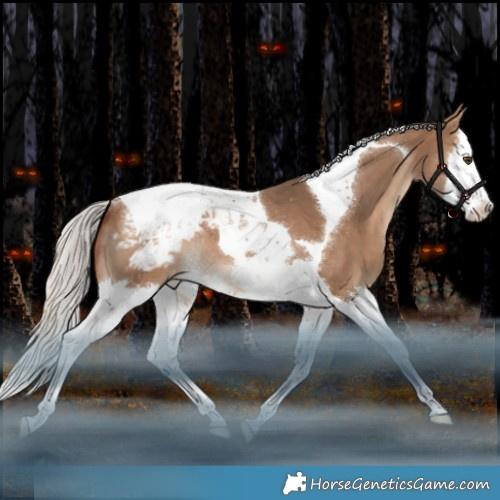 Horse Color:Silver Bay Dun Splash Tobiano Appaloosa Rabicano 