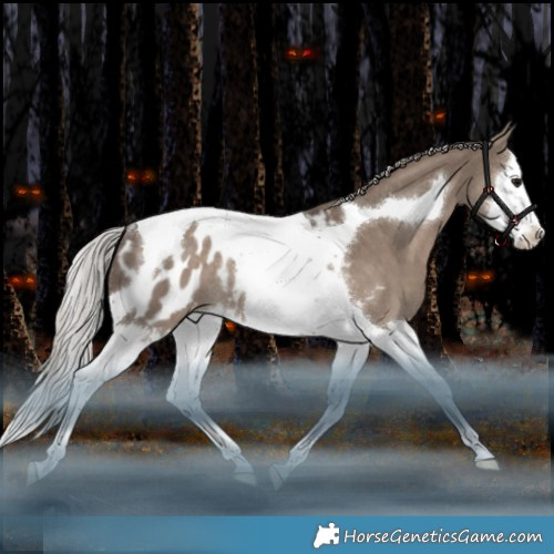 Horse Color:Silver Grullo Splash Tobiano Appaloosa Rabicano