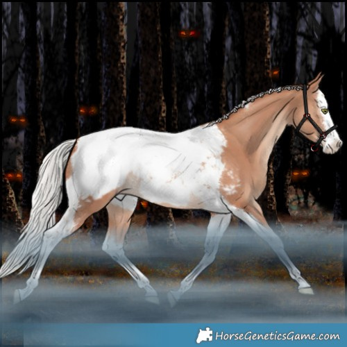 Horse Color:Silver Classic Champagne Splash Tobiano Appaloosa 