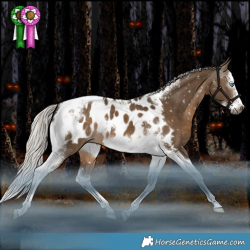 Horse Color:Gray Silver Bay Dun Splash Tobiano Frame Appaloosa Rabicano 