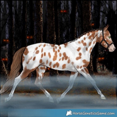 Horse Color:Gray Gold Champagne Splash Tobiano Frame Appaloosa Rabicano 