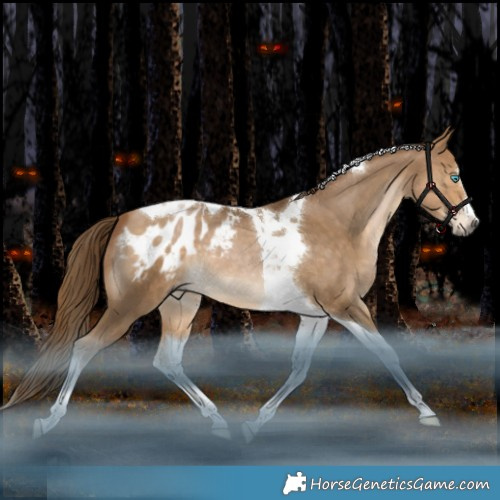Horse Color:Gray Buckskin Snowdrop Splash Tobiano Appaloosa